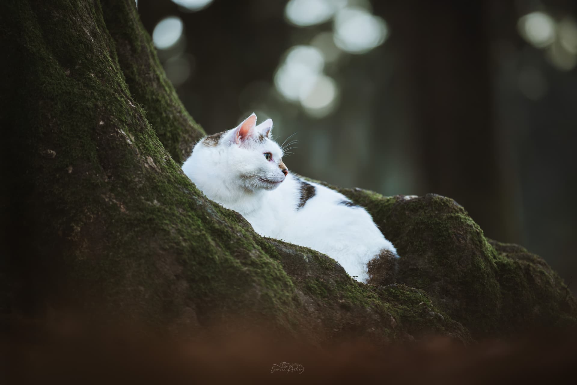 Chat blanc posé sur un arbre moussu en forêt — Dorine Routier Photographie